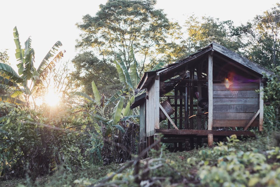 Abandoned wooden house surrounded by lush greenery at sunrise in Santa Amélia, Brazil.